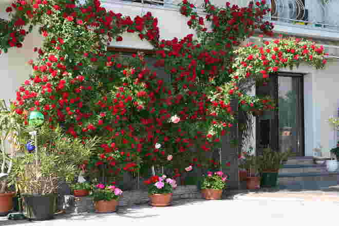 Die Rosenpracht ...