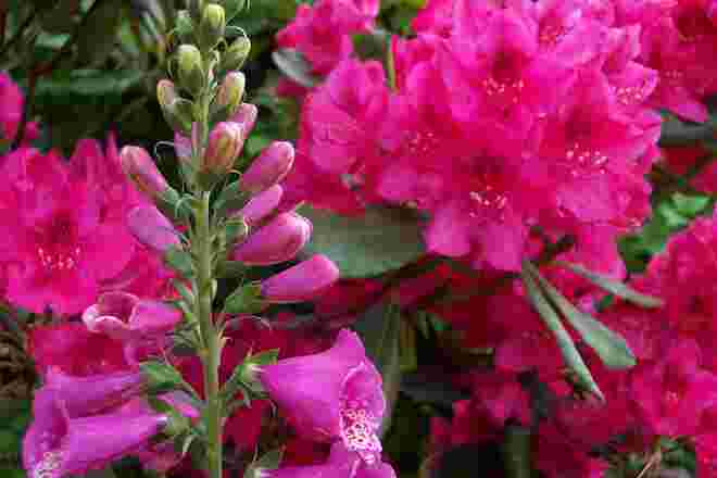 Symphony in Pink