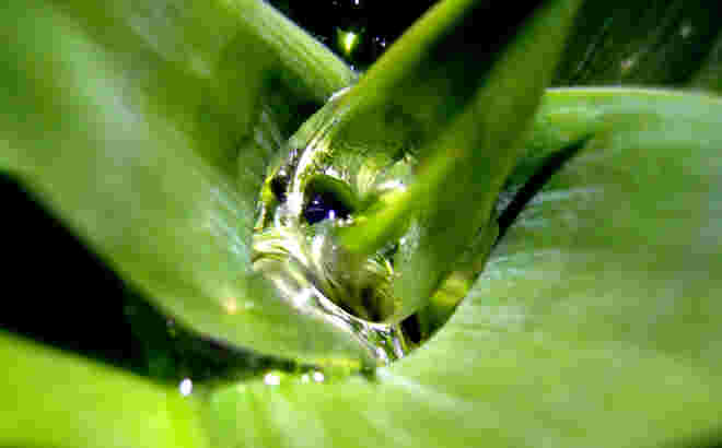 Fisch im Meer? Oder doch ein Regentropfen in der Agave