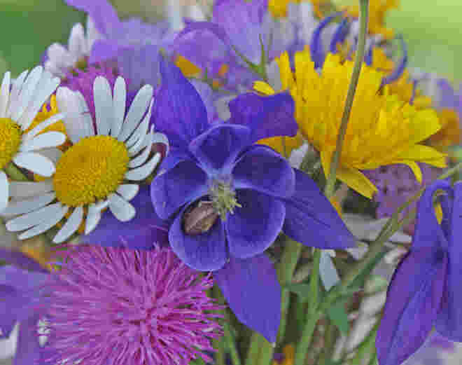 Blumenstrauß