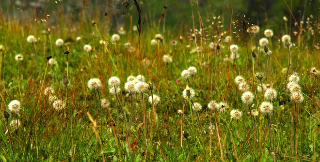 Fruchtender Bestand - rauher Löwenzahn