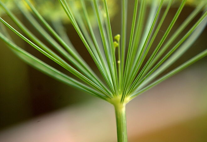 Struktur der Dolden vom Dill