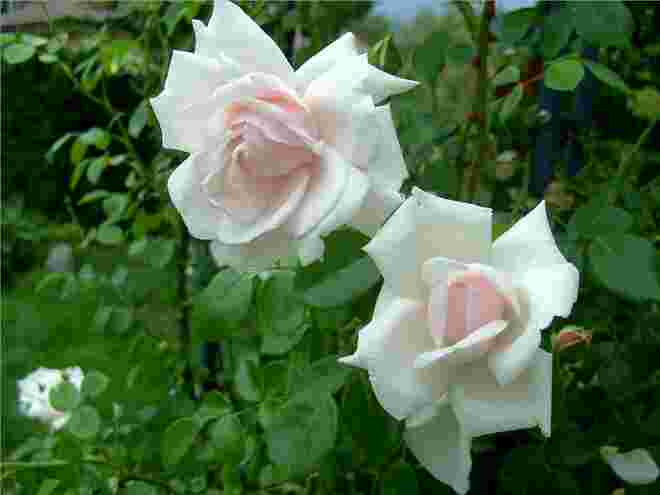 Traumrose New Dawn