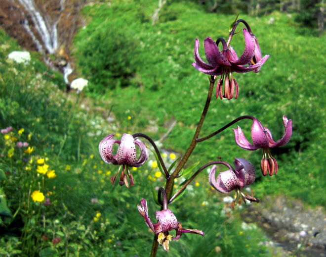 Türkenbund am Wasserfall
