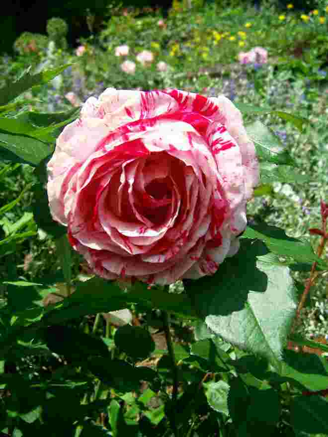Rot - Weiß - Rot  Rosa Versicolor