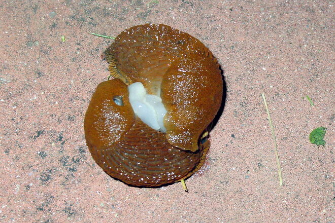 Leider auch im Garten