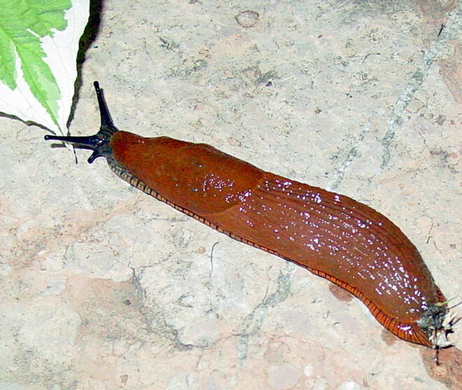 Problemtier im Garten