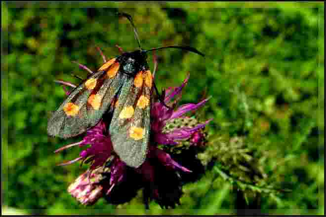 Ein Widderchen