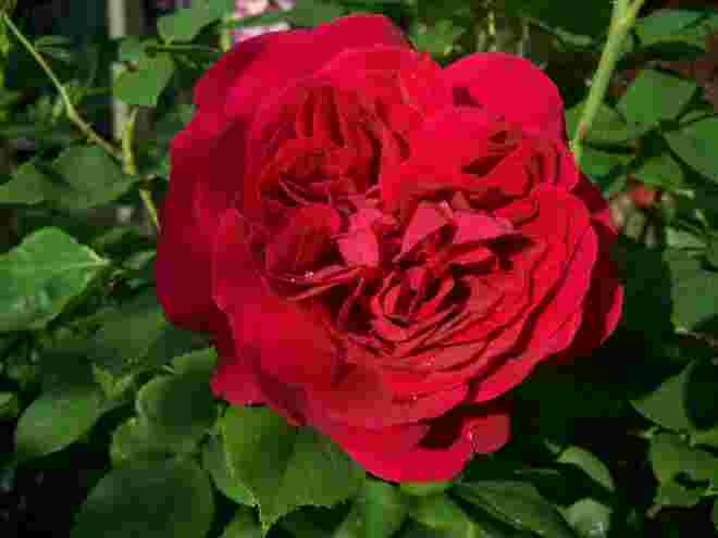 Tess of the dÙrbervilles