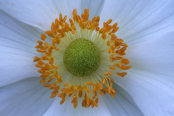 Weiße Herbstanemonen