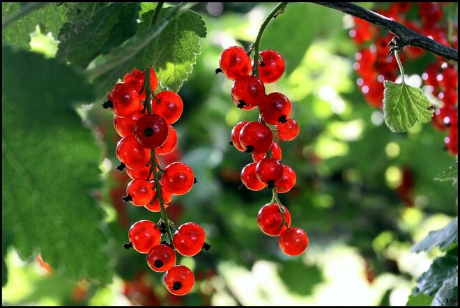 Jetzt sind sie endlich reif ....