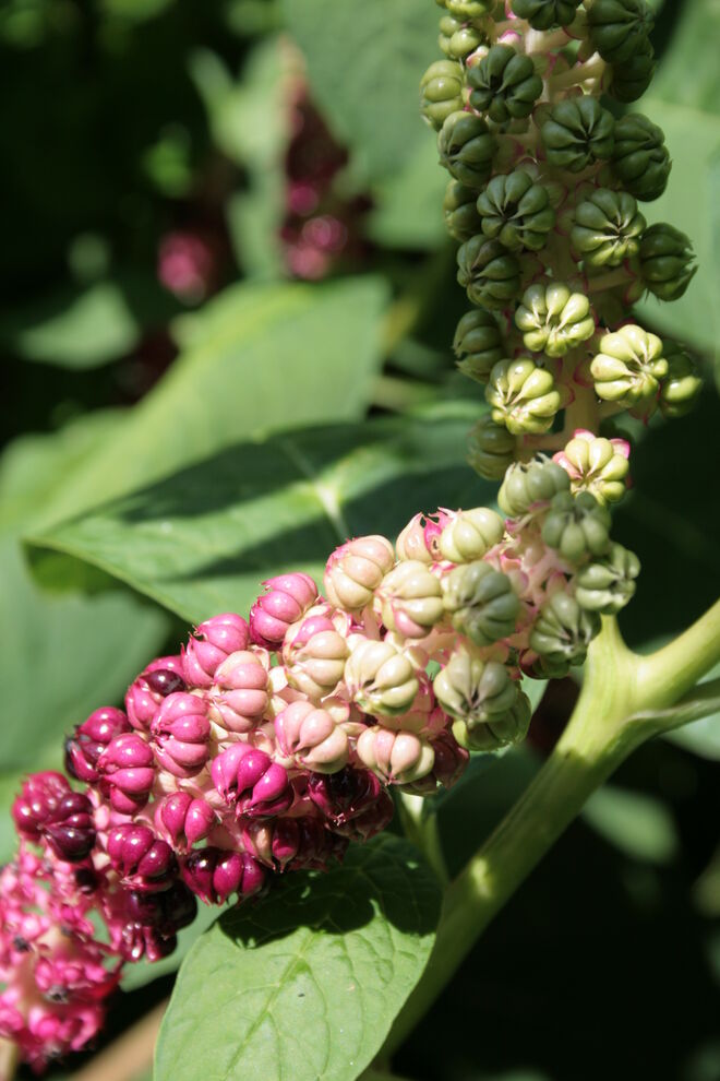 Wer kennt diese Pflanze???