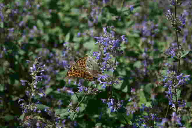 Wer kennt diesen Schmetterling