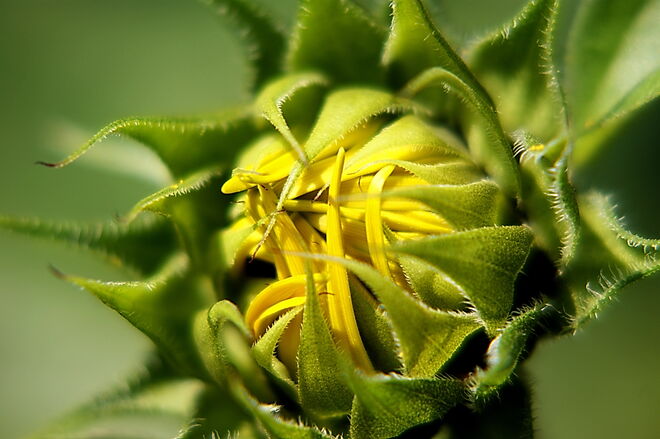 Knospe der Sonnenblume