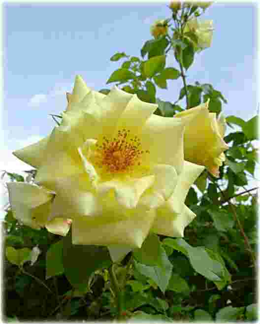 Kletterrose "Morgensonne"