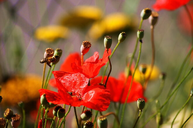 Ausgerichtet zur Sonne