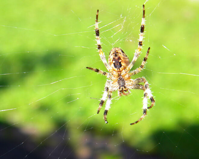 Auch sie lebt in unserem Garten