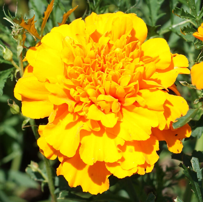 Blüte in Leuchtfarbe