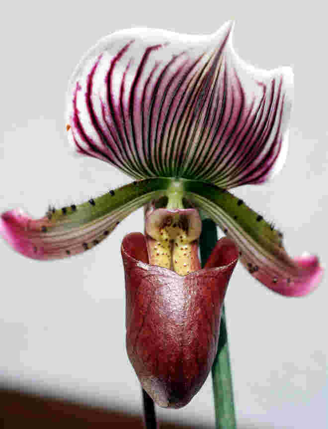 Frauenschuh