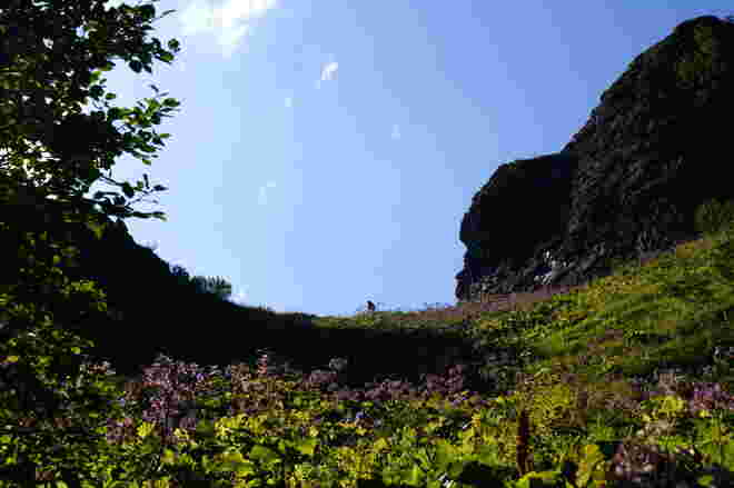 Aufstieg durch üppige Alpenflora