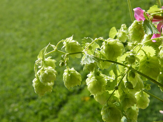Hopfen am Fenster