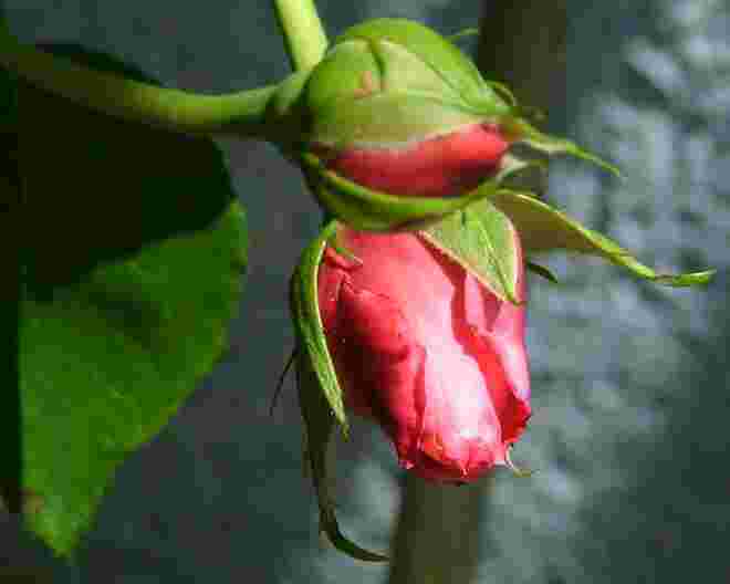 Zwei Knospen