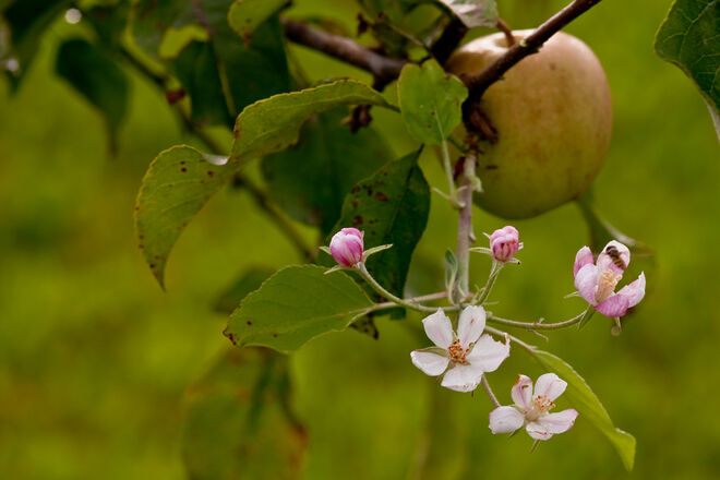 Apfel-Blüte - Irrtum vom Amt