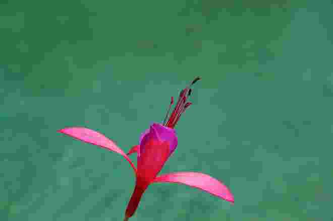 Teichrandblüte