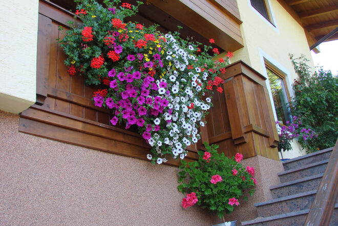 Unsere Balkonblumen