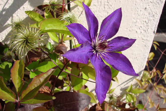 ich kenn den Namen nicht?