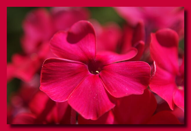 Gartenphlox