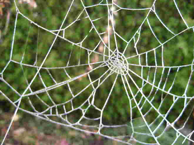 Spinnennetz