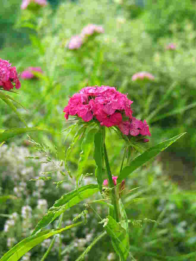 Bartnelke