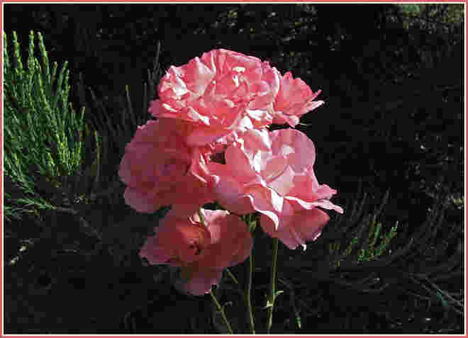 Rosen