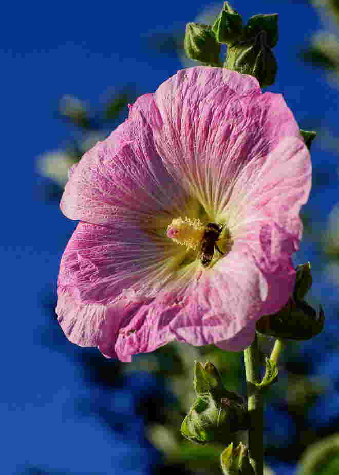 Noch blüht die Stockrose wunderschön