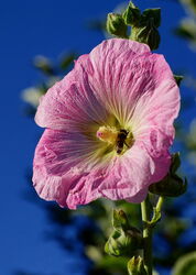 Noch blüht die Stockrose wunderschön