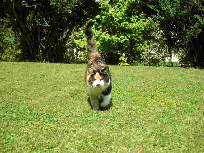Katze im Anmarsch
