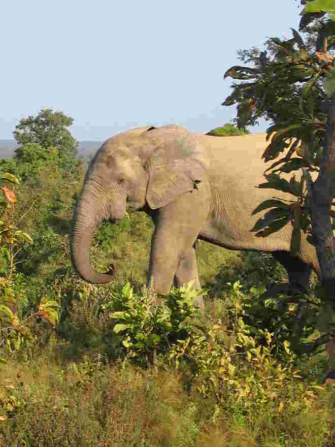 Mole Nationalpark