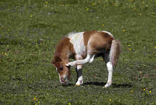 Pony