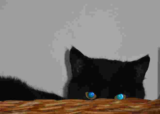 Katzenaugen