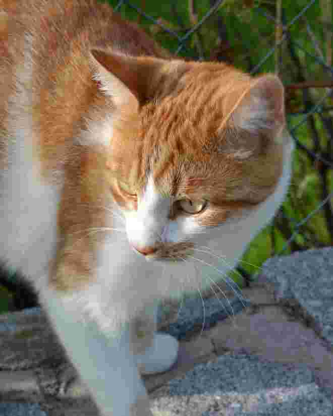 Eine liebe Katze