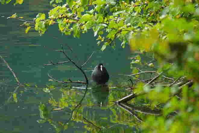 Romantisch am See - Blässhuhn