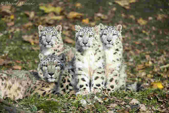 FAMILIE SCHNEELEOPARD