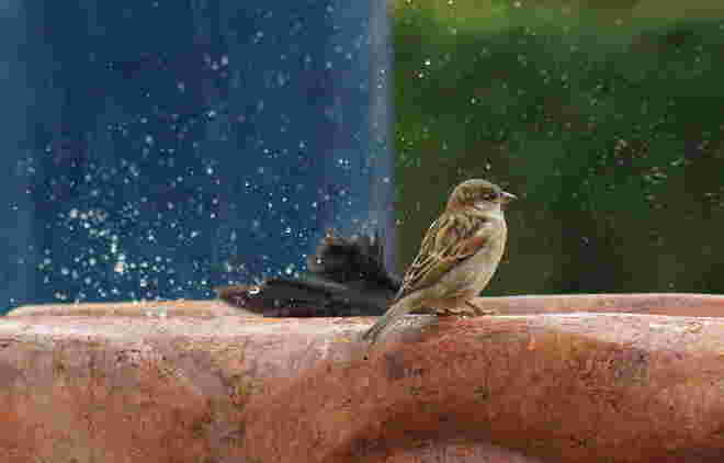... muß die Amsel so herumspritzen ?