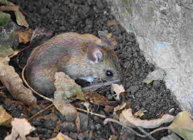 kleine Maus im Laub