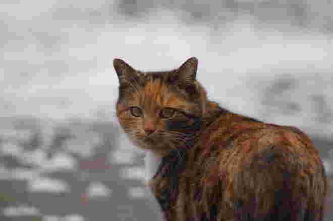 Die Katze und der erste Schnee