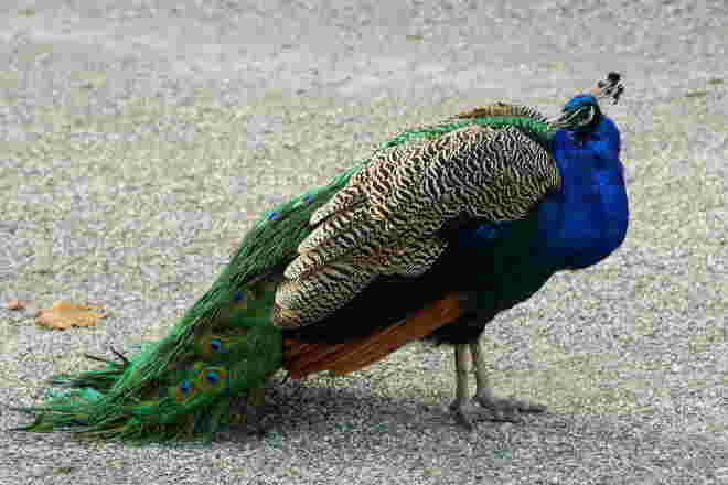 Prächtiger Pfau