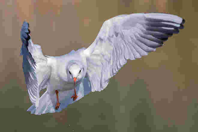 Die Möwen
