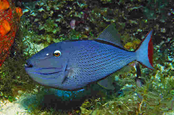 Sargasso-Drückerfisch