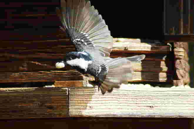 Futterabtransport